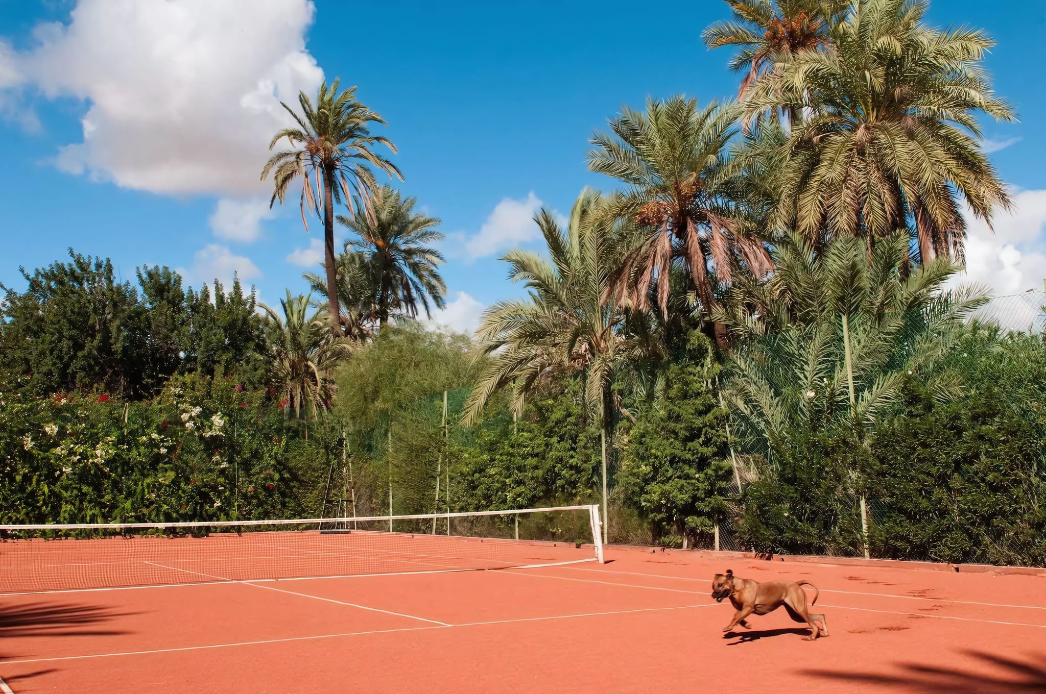 A Clay Tennis Court Walled in by Lush Vegetation
