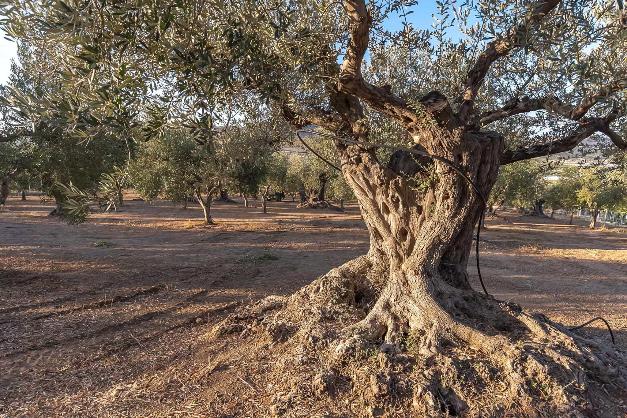 Olive Oil Tasting Through the Estate's Own Grove