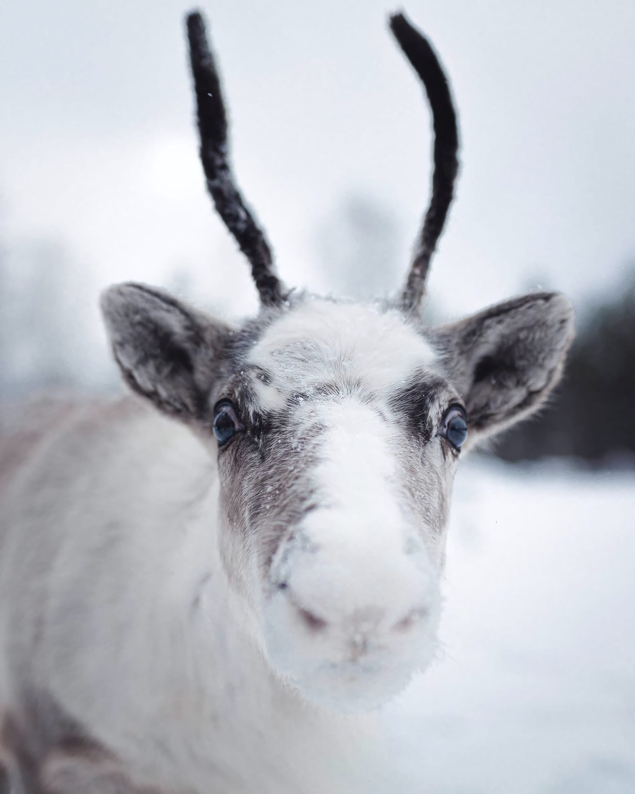 Reindeer, Huskies and Aurora Chasing