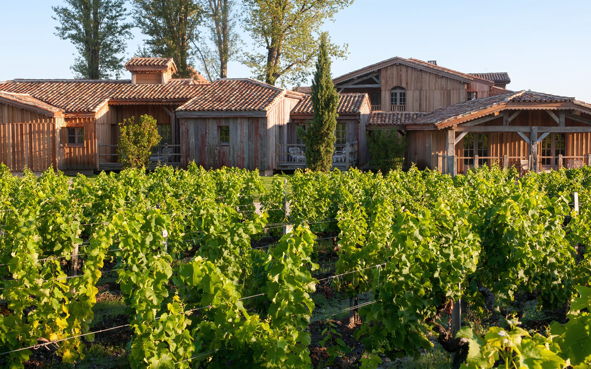 Born in the vines of a 1365 Grand Cru estate
