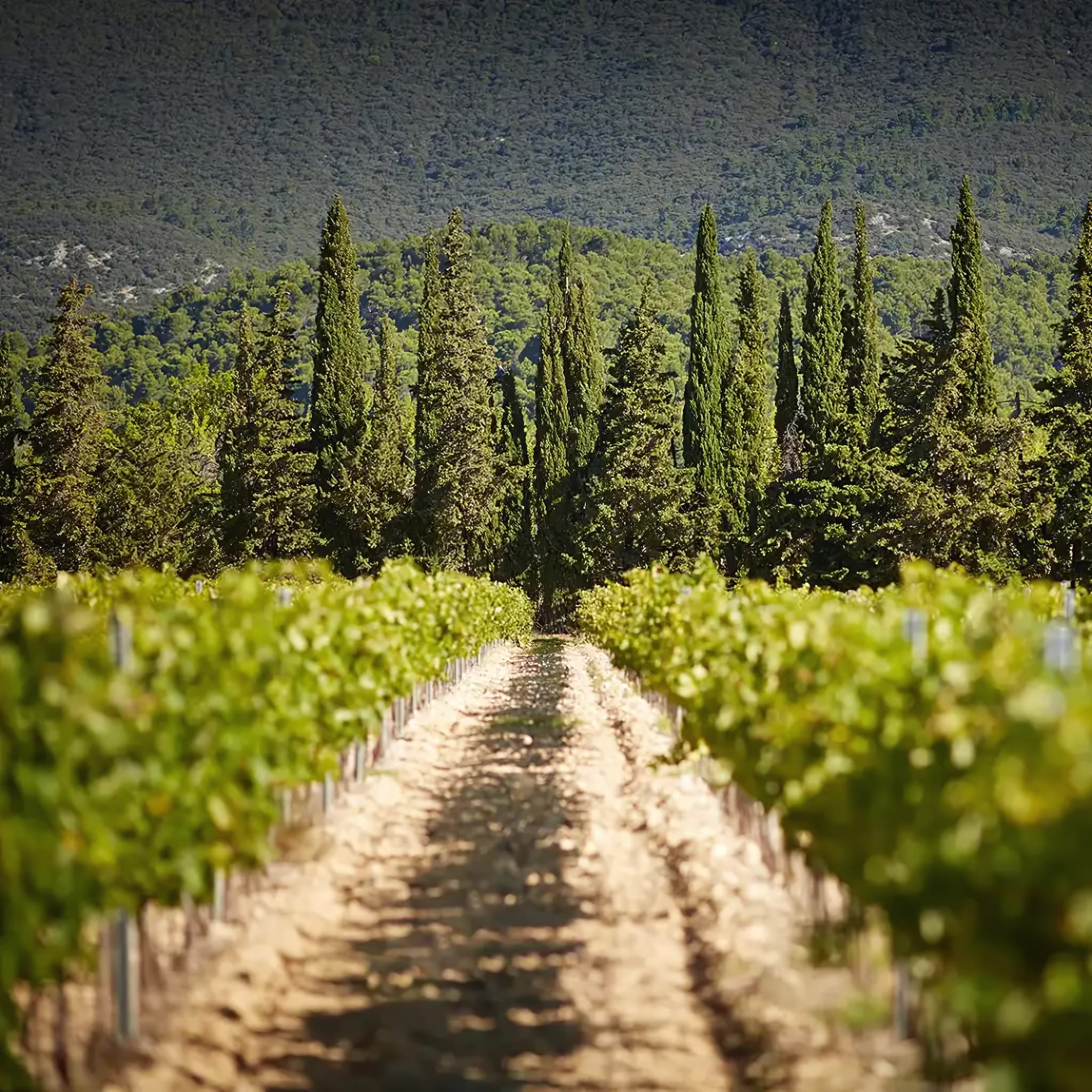 A Vineyard Since 1638