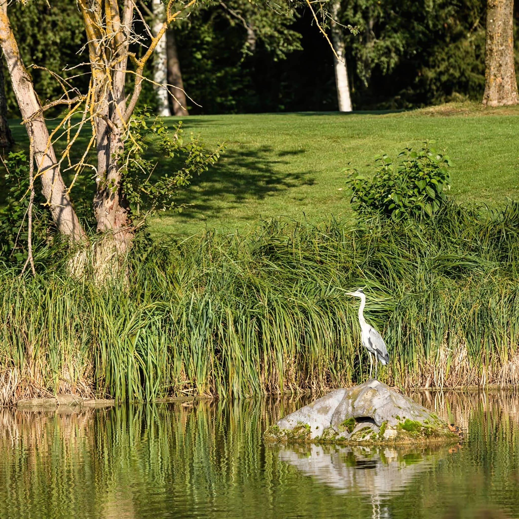 Golf Across Three Courses in the Baar Hills