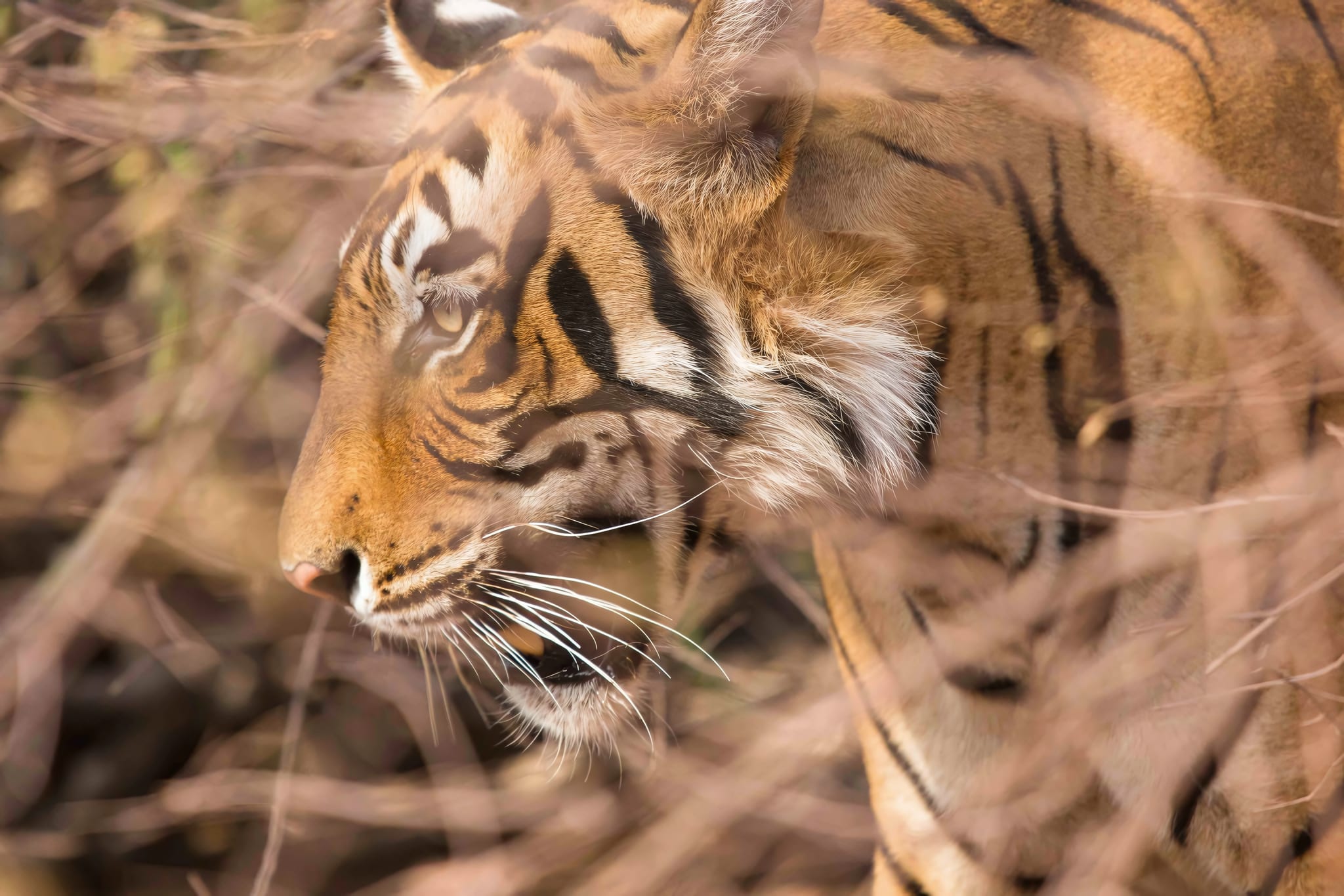Ten Minutes from Ranthambhore's Tigers