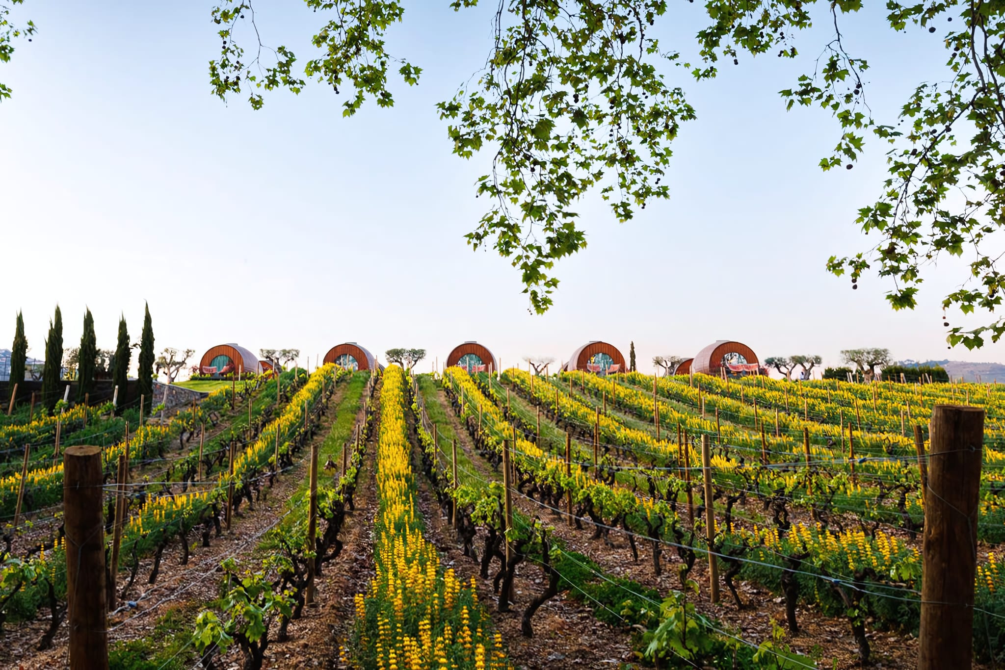 The Iconic Wine Barrel Suites
