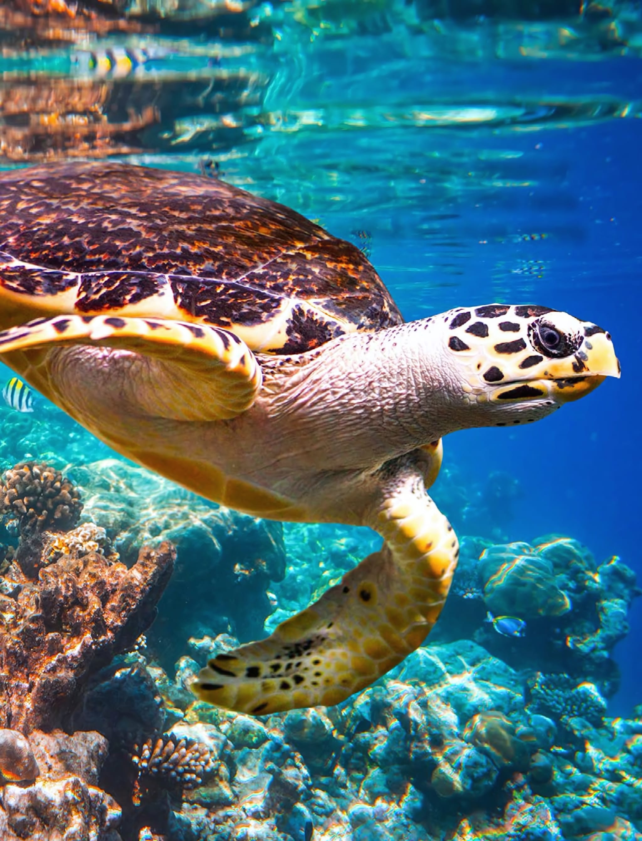 The hotel runs its own turtle patrol