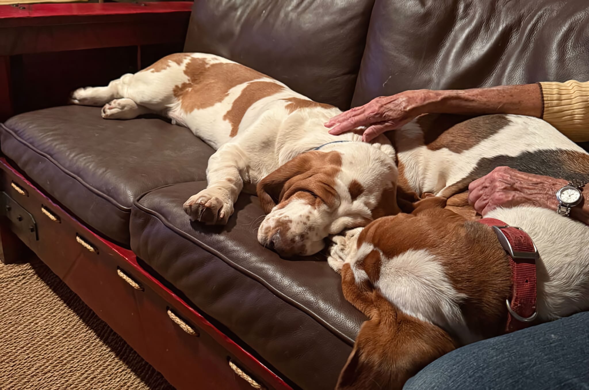 Purpose-Built Suites for Traveling with Pets