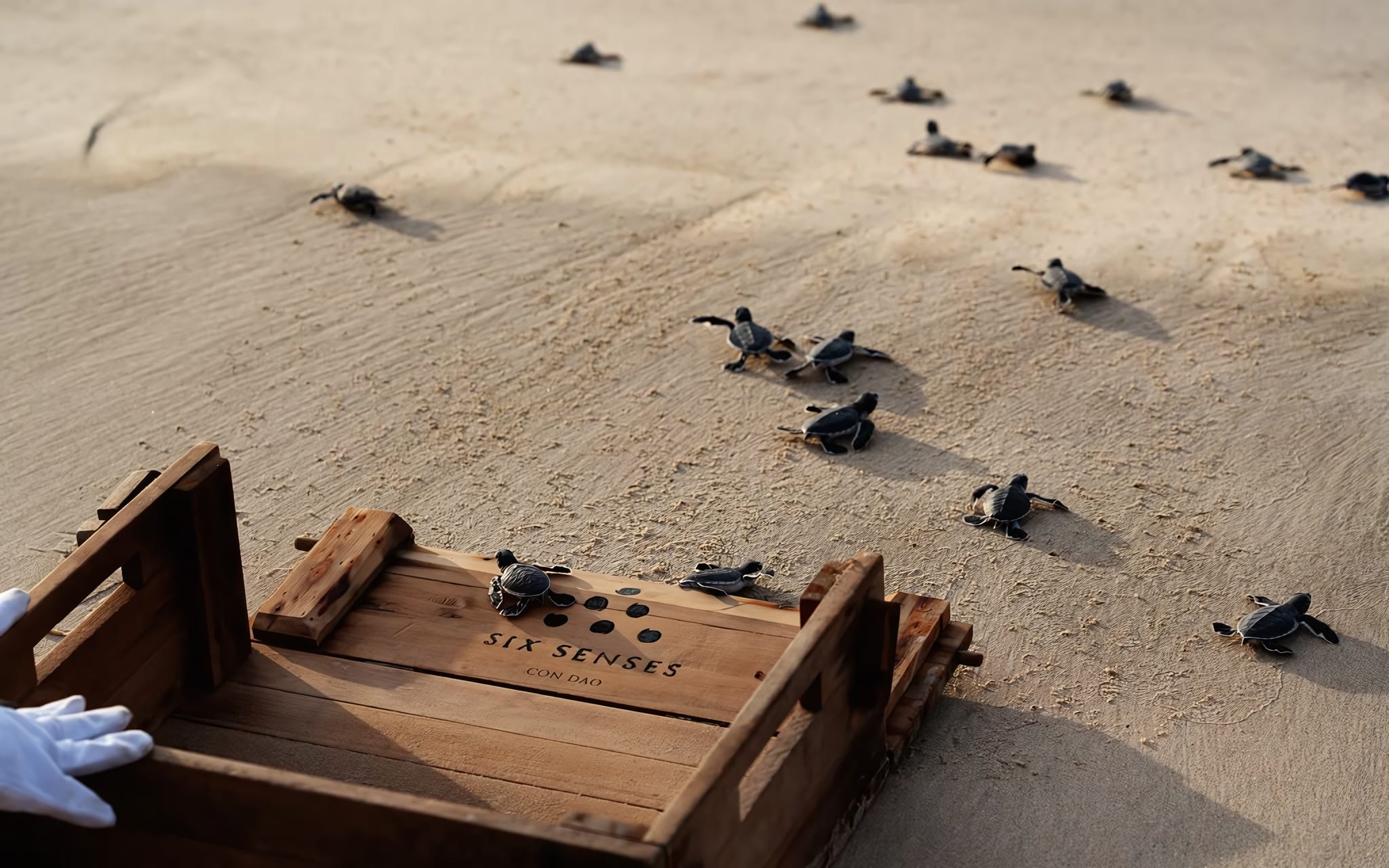 Sea Turtle Conservation Experience