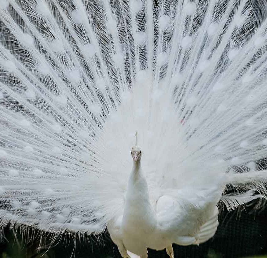 The peacock hour 
